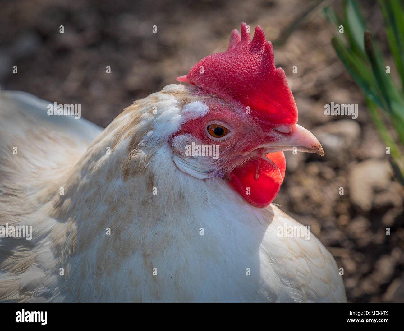 Primo piano del pollo Foto Stock