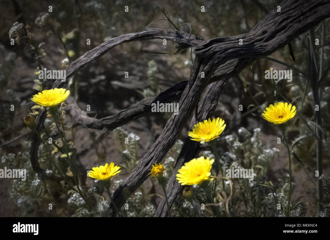 Anza Borrego super fiore di giallo fiori selvatici Foto Stock