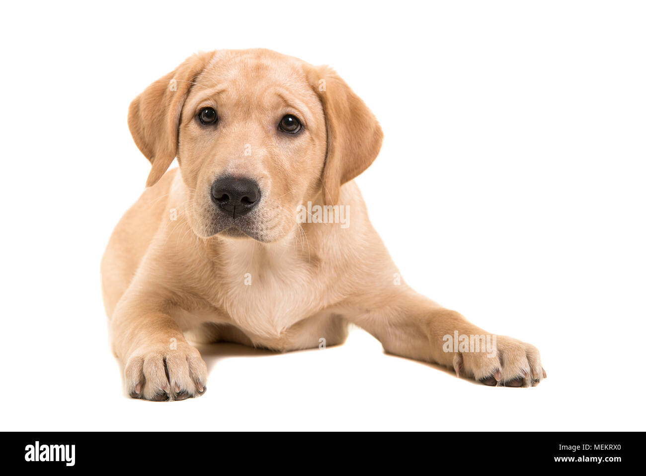 Blonde labrador retriever sdraiato guardando la telecamera isolata su uno sfondo bianco Foto Stock