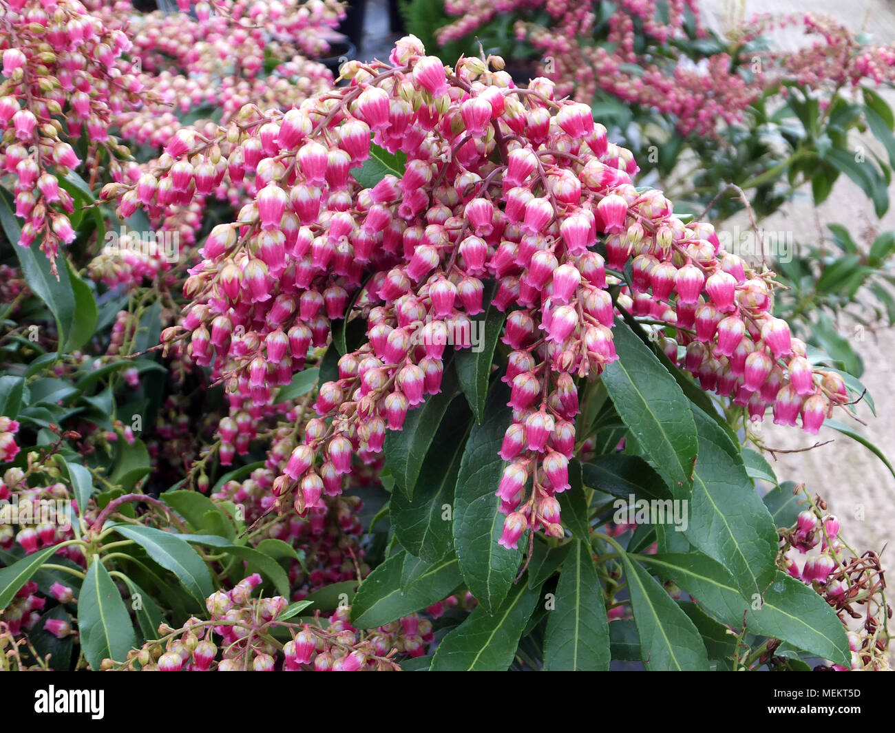Andromeda giapponese o giapponese sarcococca Foto Stock
