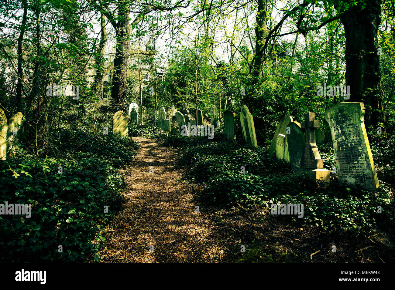 Sentiero attraverso un cimitero sovradimensionate, Abney Park Cemetery, uno dei magnifici sette cimiteri di Londra, Regno Unito Foto Stock