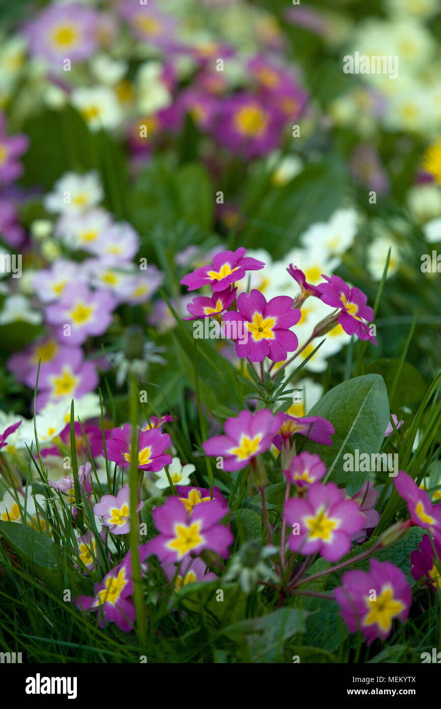 Primrose in giardino Foto Stock