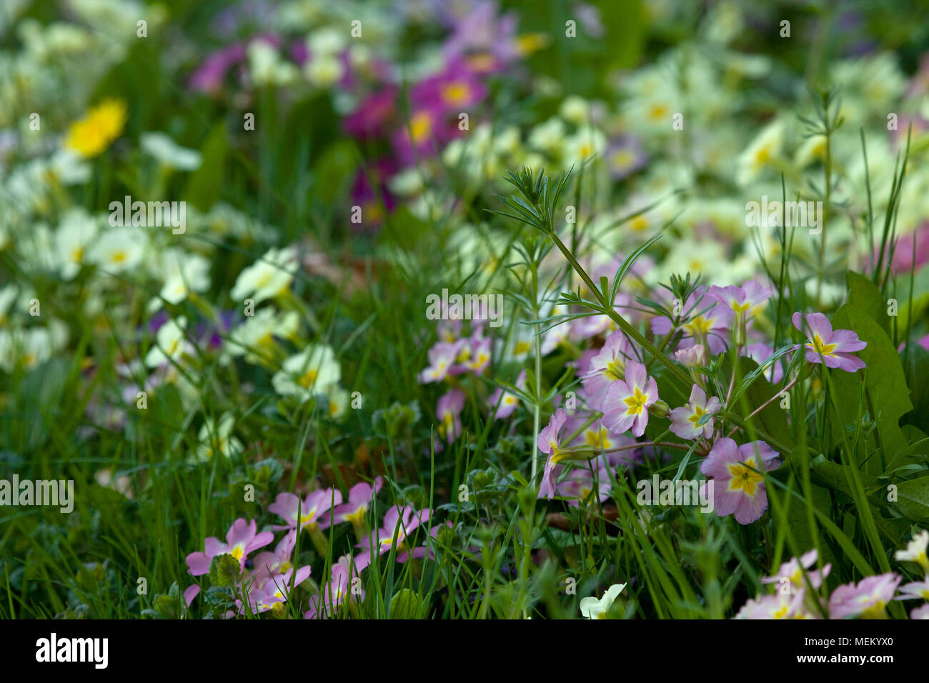 Giardino primrose Foto Stock