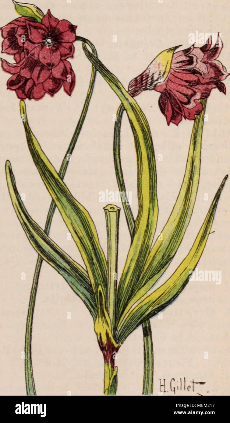 . Dictionnaire d'orticoltura illustrÃ© / par D. Bois prÃ©faccia de Maxime Cornu avec la collaboration de E. AndrÃ© ... [Et al.]. . Fig. 34. Â A.LLIUM NAKCINS1KLOKL M Vill. L'Allamanda L. (ApocynÃ©es.) Arbres ou ar- brisseaux da frà©quemment grimpants,glabres ou pu- bescents. Feuilles verticillÃ©es. opposÃ©es ou rari- ment alternes. Fleurs disposÃ©es en cymes termi- nales peu fournies.Ã©lÃ©gantes.jaunes ou violacÃ©es. Corolle en entonnoir Ã 5 lobi tordus dans les boutons, Ã gorge ciliÃ©e fimbriÃ©e. Etamines Ã tilets trí¨s tribunali. Ovaire entier, uniloculaire, surmontÃ© d'onu filiforme di stile. Frutto c Foto Stock