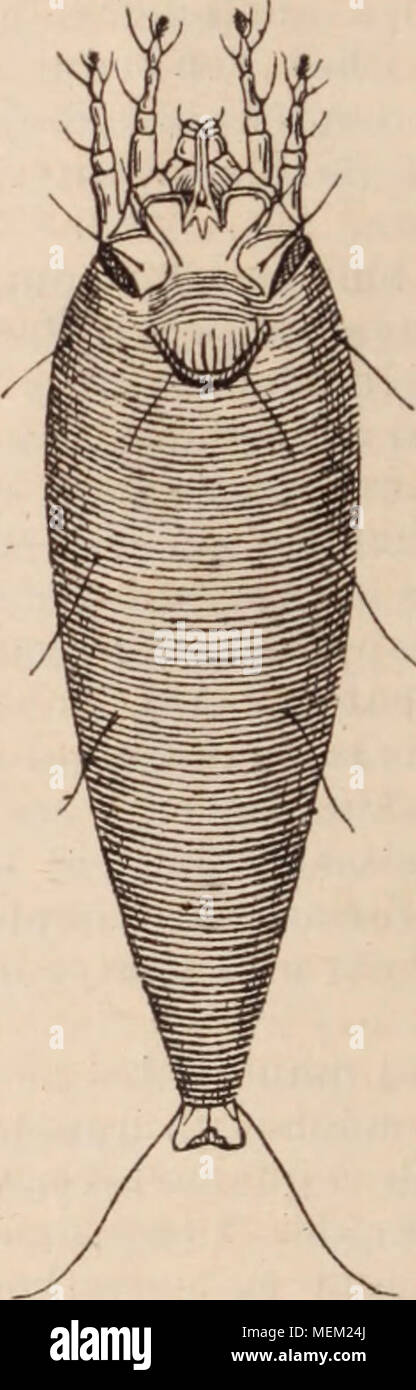 . Dictionnaire d'orticoltura illustrÃ© / par D. Bois prÃ©faccia de Maxime Cornu avec la collaboration de E. AndrÃ© ... [Et al.]. . Fig. 12. Â Cecidophyes Schmard^e. (Tipo des PhytoptidÅ.) faccia ventrale. Parmi les Acariens parassiti de l'homme, le seul qui s'attaque plus particuliÃ¨rement aux hor- ticulteurs, est le Rouget, larve du Trombidium holosericum. D'autres, appartenant à la famille des IxodidÅ, s'attaquent aux animaux cupole- tiques, notamment aux Poulets et aux piccioni. Les espÃ¨ces que l'on peut considÃ©rer comme auxiliaires de l'orticoltura sont plus difficiles Ã indiquer, faute d' Foto Stock