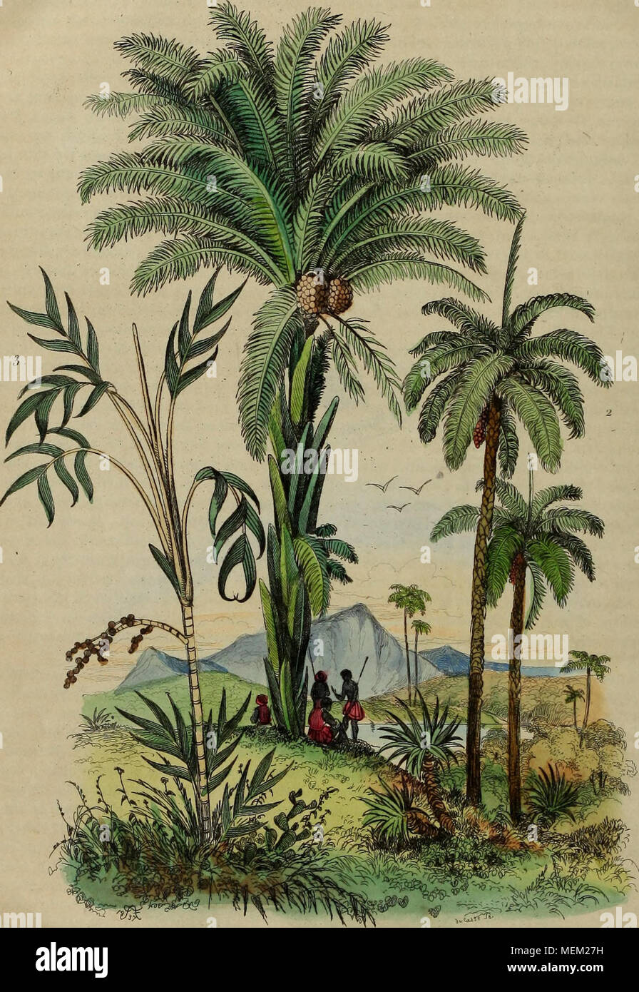 . Dictionnaire pittoresco d'histoire Naturelle et des phénomènes de la nature . Palmiers . Foto Stock