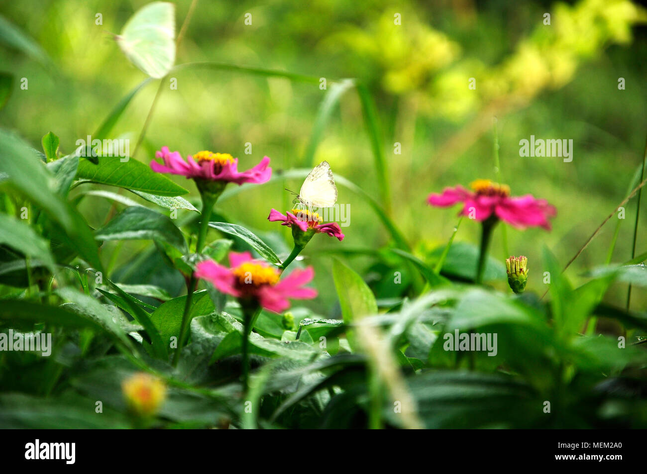 L'armonia della natura Foto Stock