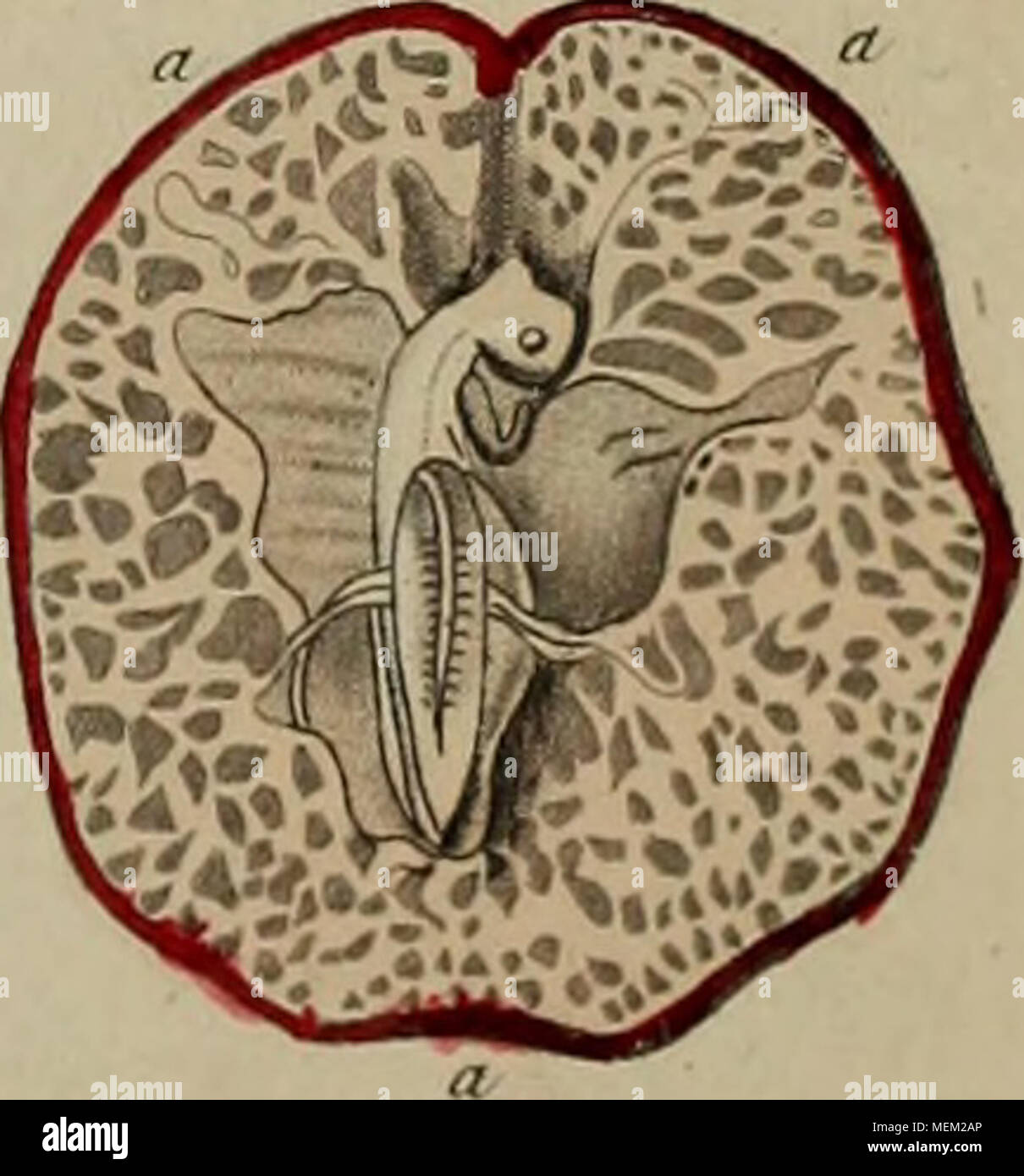 . Dictionnaire pittoresco d'histoire Naturelle et des phénomènes de la nature . Mojdn y'AtUfi- drl un Utané-rrui - () olo^u Foto Stock