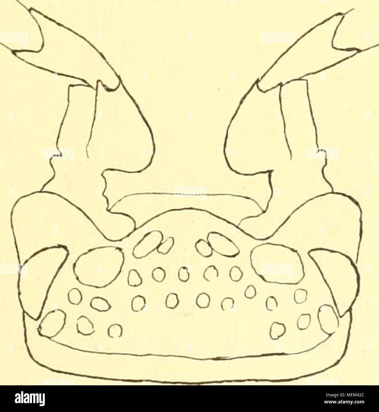 . Die Asseln oder Isopoden Deutschlands . Fig. 96. Porcellio arcuatus, Kopf, etwas von vorn. Fig. 97. Porcellio nodulosus, Fühlerende. der Schräghöcker nahe Vorderrande dem des Kopfes ist immer sehr deutlich (vgl. Fig. 49); das Tier wird nur 12 mm lang und 6 mm breit; die Rückenfärbung ist dunkel blaugrau, nur vor dem Seitenrande (nicht auf der Mitte) befindet sich eine Längsreihe heller Flecke; die arte wurde nur in Ost-Deutschland ge- funden JPot'cellio (Porcellio) nodiilosus Foto Stock