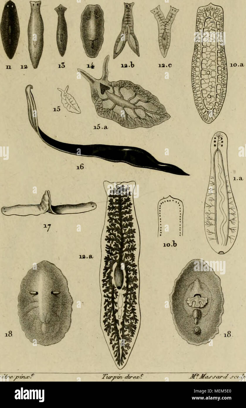 . Dictionnaire des Sciences Naturelles, dans lequel on traite méthodiquement des différens êtres de la natura, considérés soit en eux-mêmes, d'après l'état attuale de nos connoissances, soit relativement à l'utilité qu'en peuvent retirer la médecine, l'agricoltura, le commerce et les artes. Suivi d'une biographie des plus célèbres naturalistes . i.ial' ROSTOJVlE clepsmoïde.a.DER0ST0MEnotops.5.D.'.iaé- aire.4J&GT;leucopse.5.D.sniiaIe.6.D.gros.7.D.plaûu"e.8.D poh'- gastre.3.PLANAIRE verdatre.10,10a.iot.P.noire.II.Z""iellaire.i5.i5a. p.cornue.16.P.(erresfre. 1;.P.brune a&lt;vr^/t^.-?. PLANOCE Foto Stock