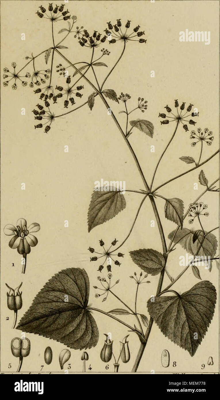 . Dictionnaire des Sciences Naturelles, dans lequel on traite méthodiquement des différens êtres de la natura, considérés soit en eux-mêmes, d'après l'état attuale de nos connoissances, soit relativement à l'utilité qu'en peuvent retirer la médecine, l'agricoltura, le commerce et les artes. Suivi d'une biographie des plus célèbres naturalistes . HYDROCOTYIE spanaiïthe. imniOCOTYl.E spaiiautlie./W7/// 1 J^Lear. 3. Ca/tec el^irti/. 5 Pe/a/e. 4 .UAimùif. 5 .Fru/'/ &LT;'m^é en ^twer^. 6. Frttù ^/ Foto Stock