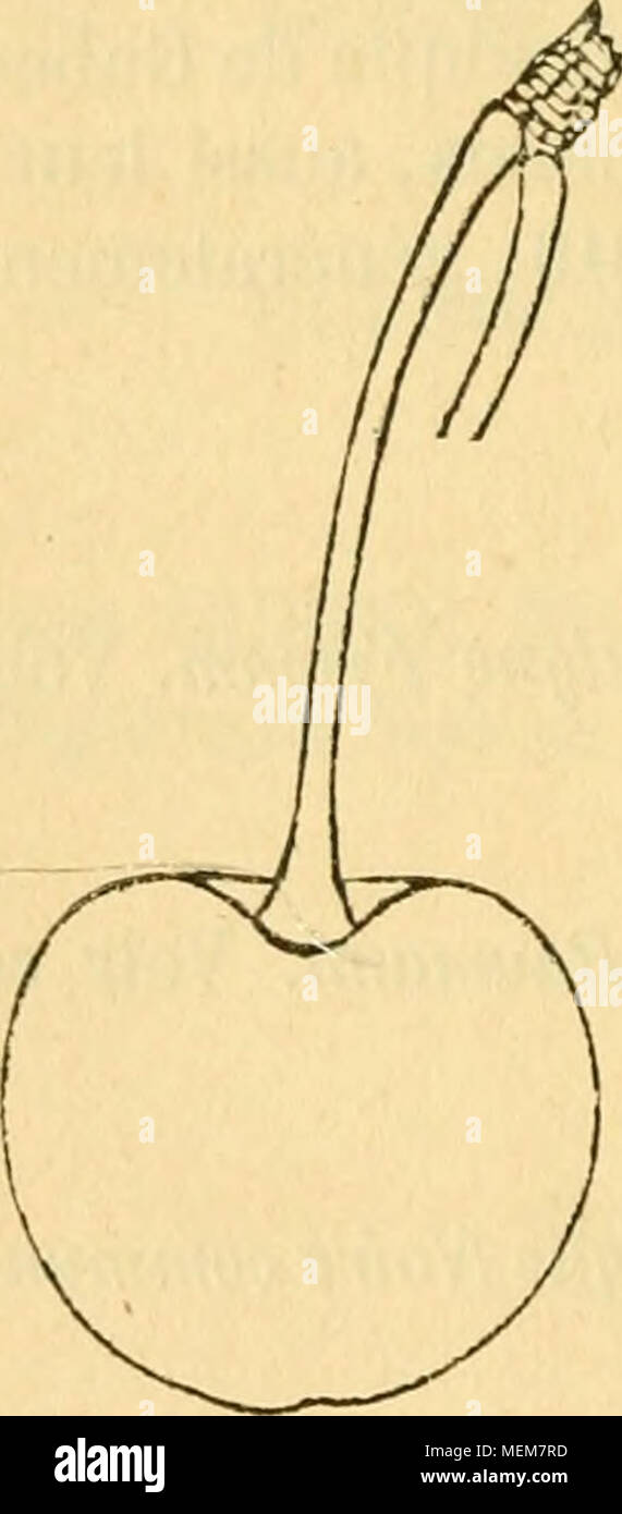 . Dictionnaire de pomologie, contenant l'histoire, la descrizione, la figura di frutti des Anciens et des frutti modernes les plus gÂ©nÂ©ralement connus et cultivÂ©s . Cerisiers: GUIGNIER UN GROS FRUTTO BLANC, ) Synon. de Guigne S Blanche [Grosse-).  GUIGNIER UN GROS FRUTTO BLANC ET ROUGE, ) ^^^^ ^e nom. Cerisier GUIGNIER UN GROS FRUTTO NOIR. Â Synonyme de Guigne Noire com- mune. Yoir ce nom. Cerisier GUIGNIER UN GROS FRUTTO NOIR HATIF. ÂSynonyme de Guigne Noire hÃ¢tivo. Yoir ce nom. Cerisier GUIGNIER UN GROS FRUTTA LUISANT NOIR. Â Synonyme de Guigne Noire luisante (Grosse-). Voir ce nom. Foto Stock