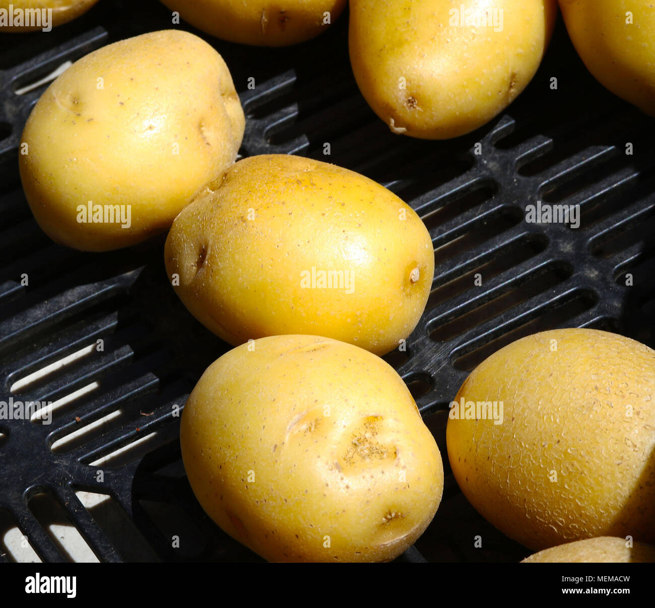 Yukon Gold patate Foto Stock