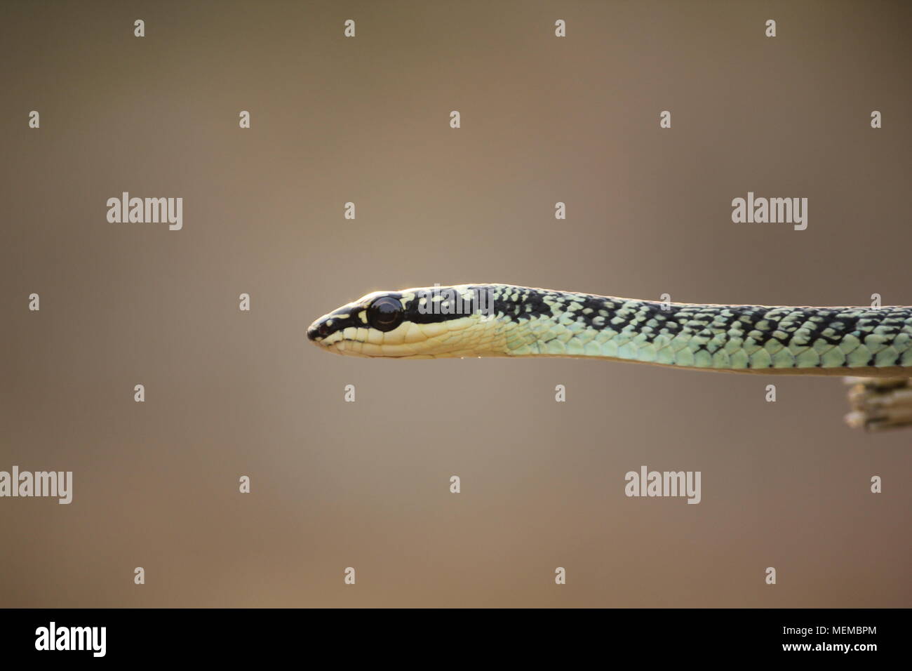 Flying snake con sfondo marrone Foto Stock