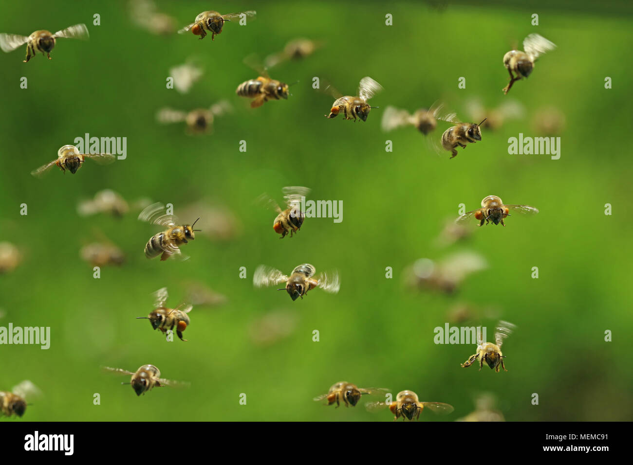 Vista frontale dei battenti miele api in un sciame sul verde bukeh Foto Stock