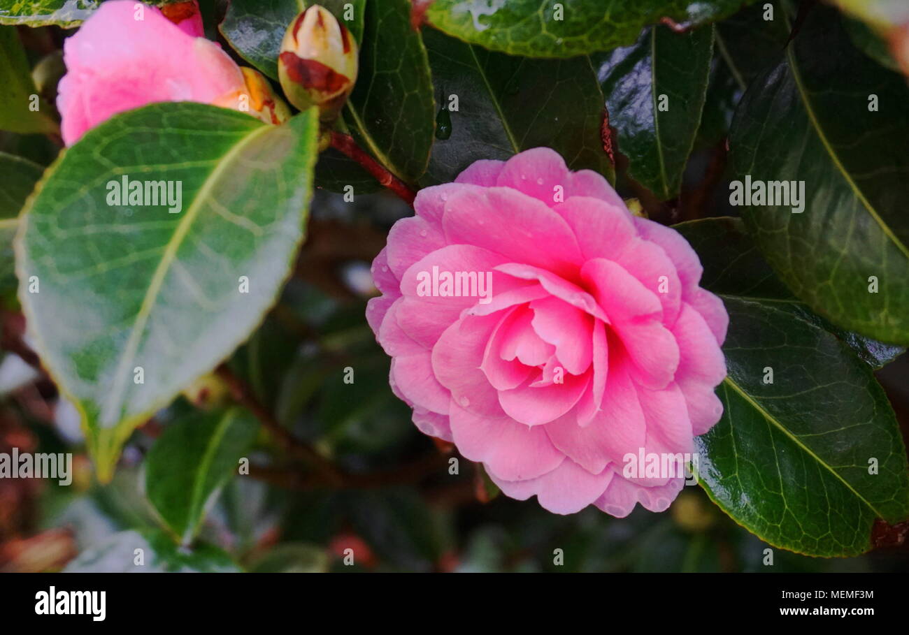 Di un bel colore rosa camelie fiori in primavera Foto Stock