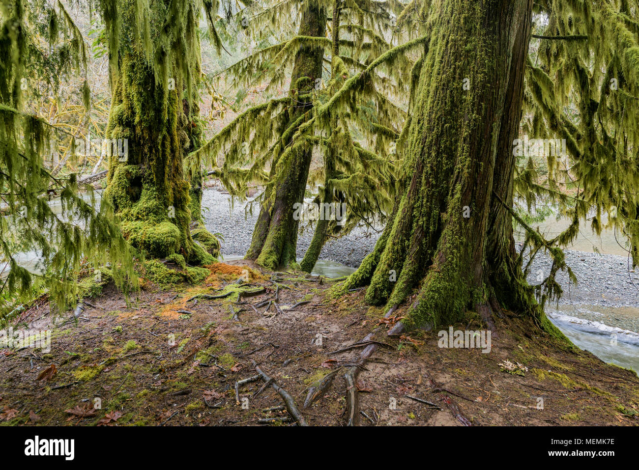 Vecchia Foresta Pluviale di crescita, Cattedrale Grove, MacMillan Parco Provinciale, British Columbia, Canada Foto Stock