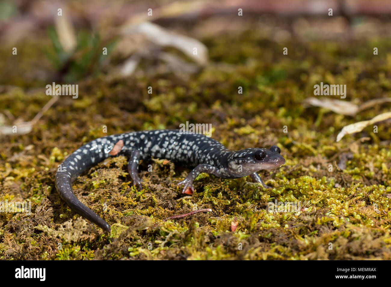 Salamandra viscido - Plethodon glutinosis Foto Stock