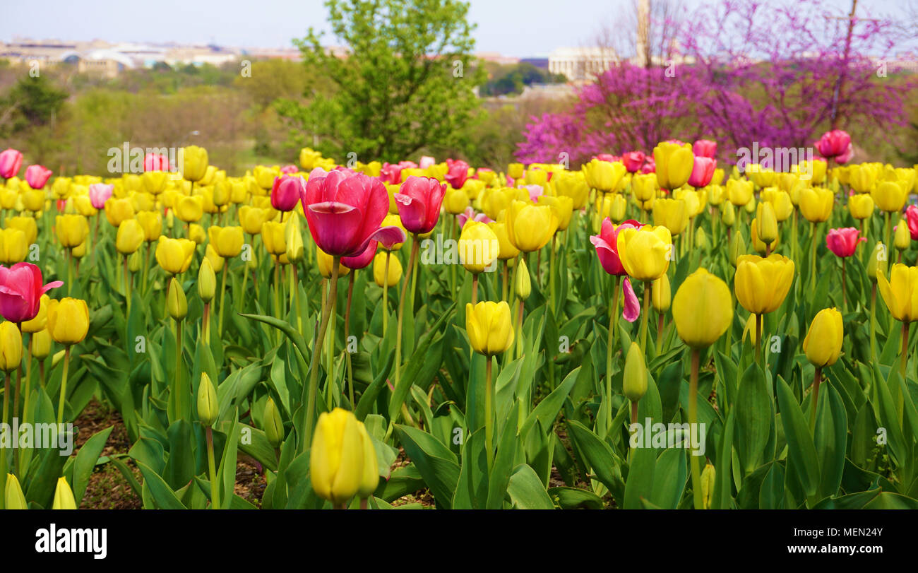 Giardino di tulipani in Olanda Carillon Foto Stock