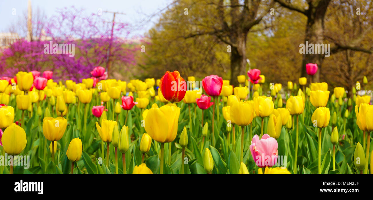 Giardino di tulipani in Olanda Carillon Foto Stock