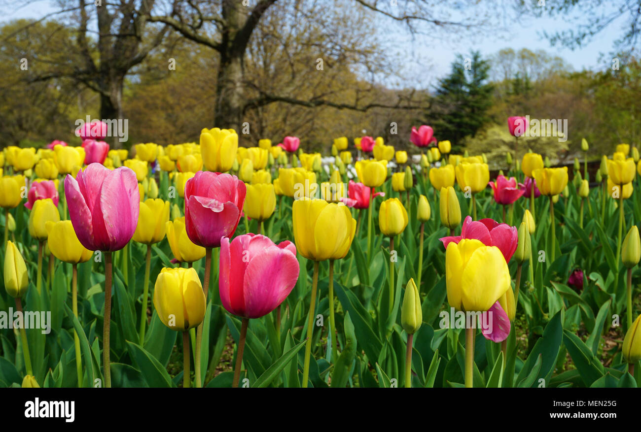 Giardino di tulipani in Olanda Carillon Foto Stock