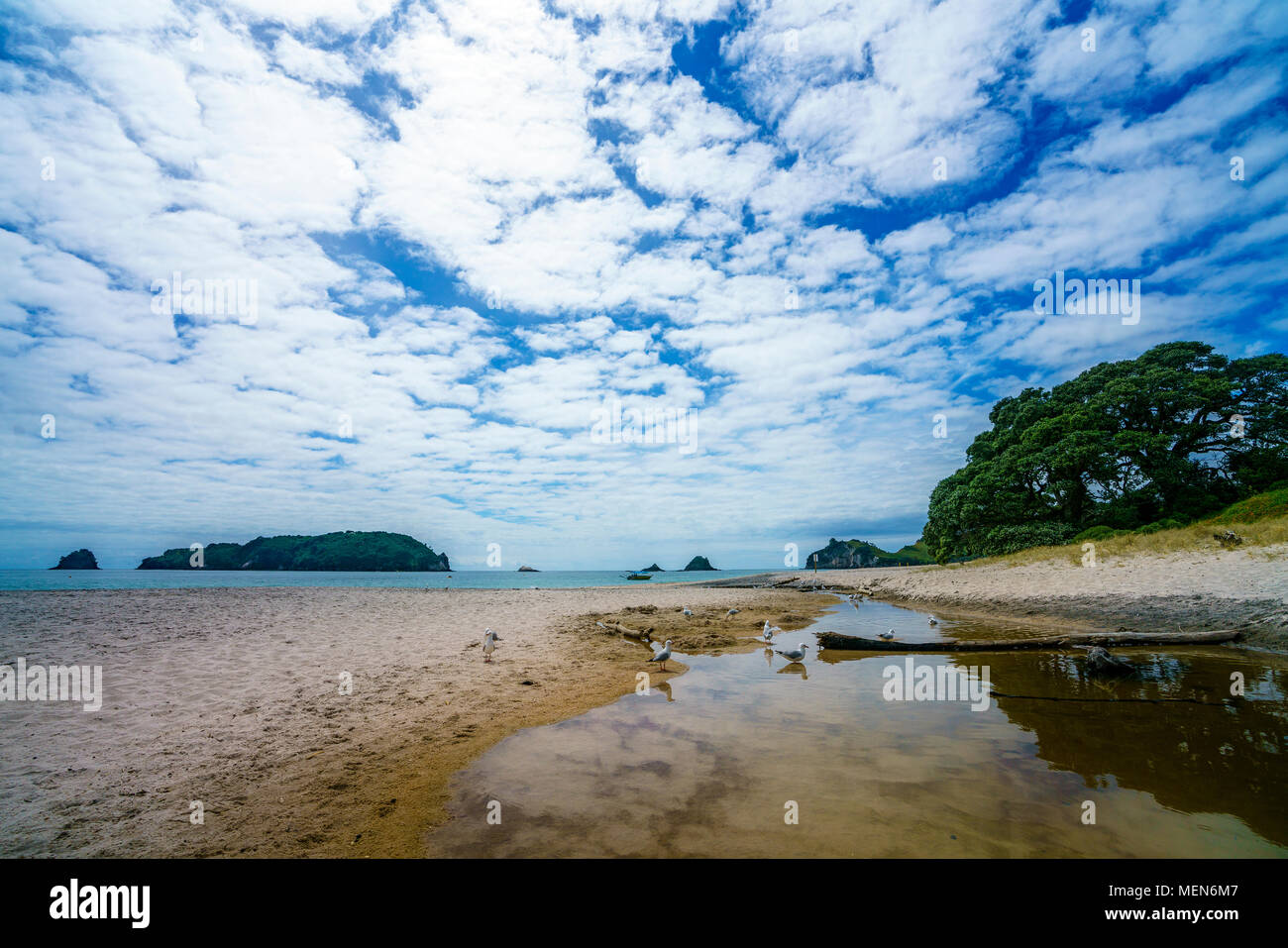 Molti gabbiani ad hahei beach, Penisola di Coromandel, Nuova Zelanda Foto Stock