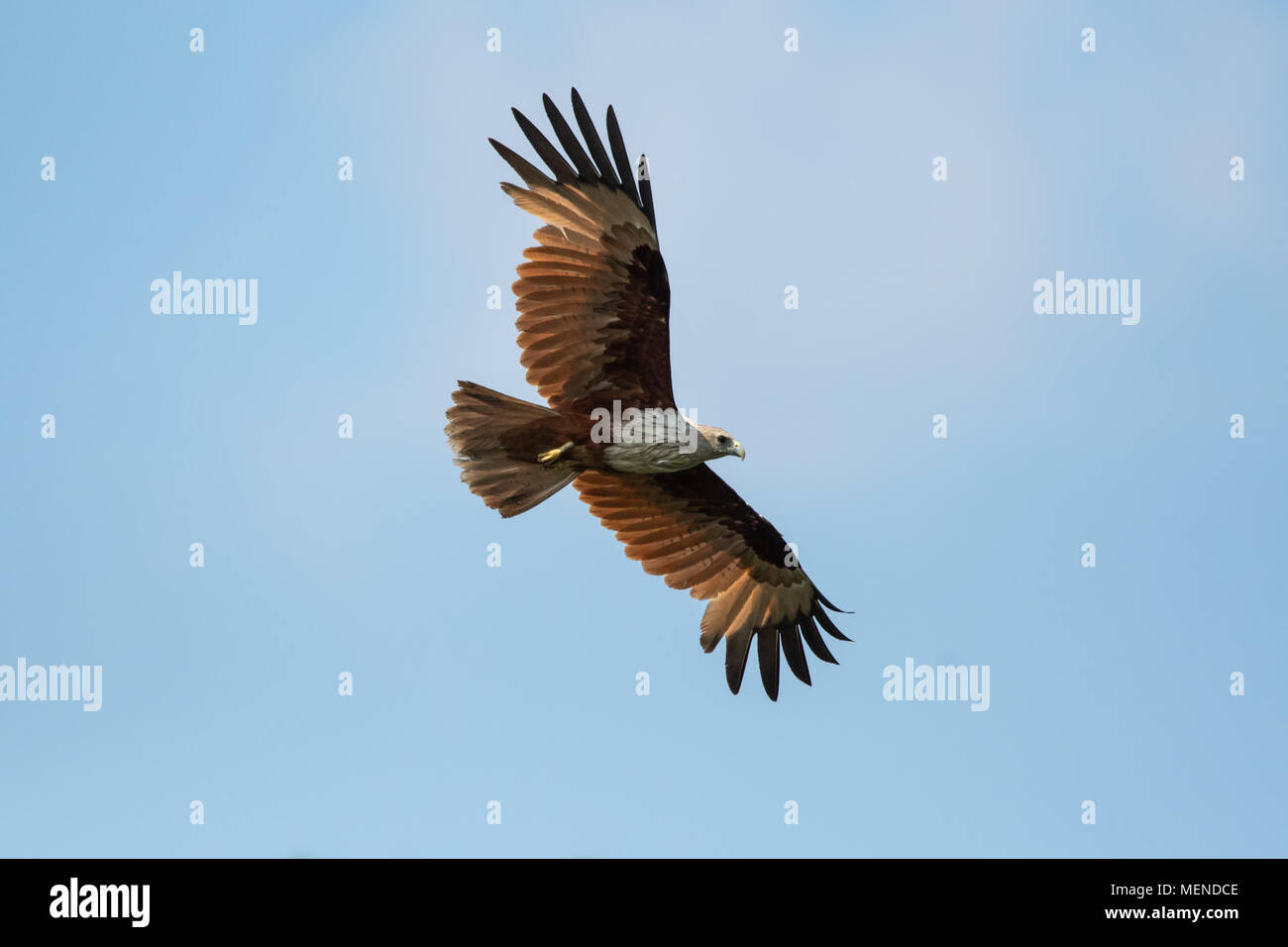 Il brahminy kite (Haliastur indus), noto anche come il red-backed sea-eagle, è di medie dimensioni con gli uccelli rapaci nella famiglia Accipitridae. Foto Stock