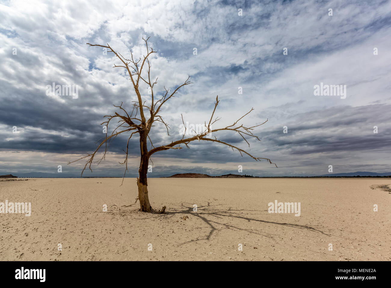 Lone Tree in piedi in un secco letto del mare presso il Salton Sea Foto Stock