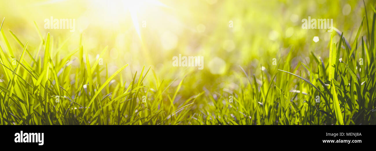 Erba selvatica in presenza di luce solare Foto Stock