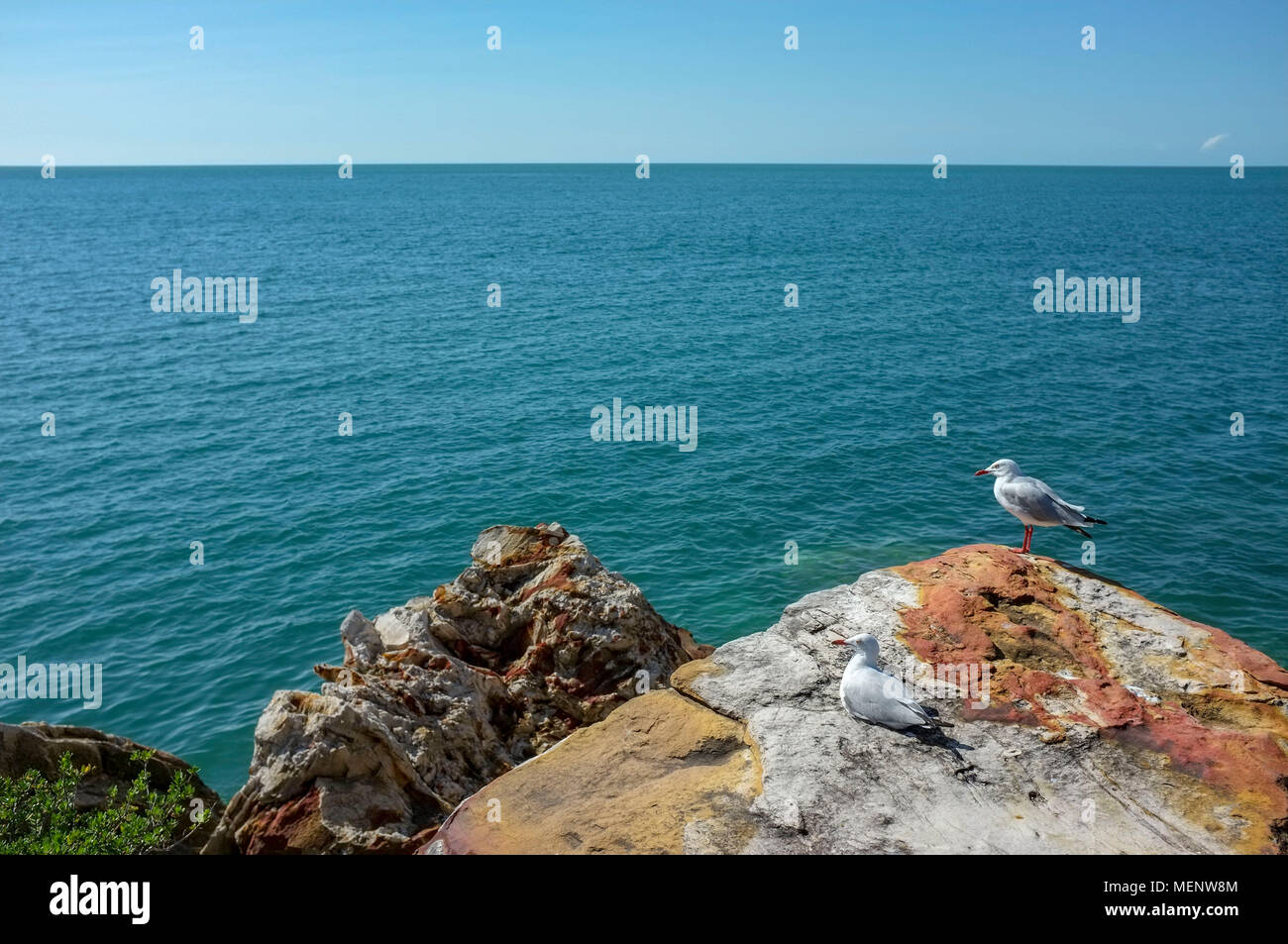 Due seagull sulle rocce di Nightcliff foreshore in un sobborgo di Darwin, Territorio del Nord, l'Australia. Foto Stock