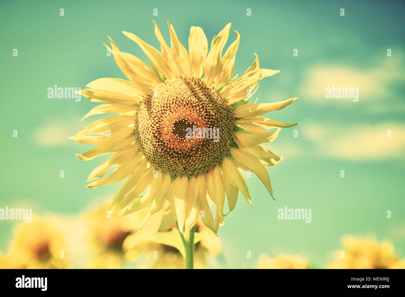 Paesaggio estivo con un campo di girasoli in fiore. Foto Stock