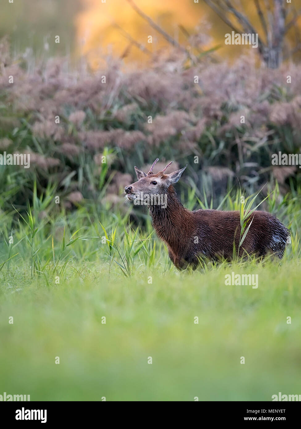 Red Deer in una radura Foto Stock