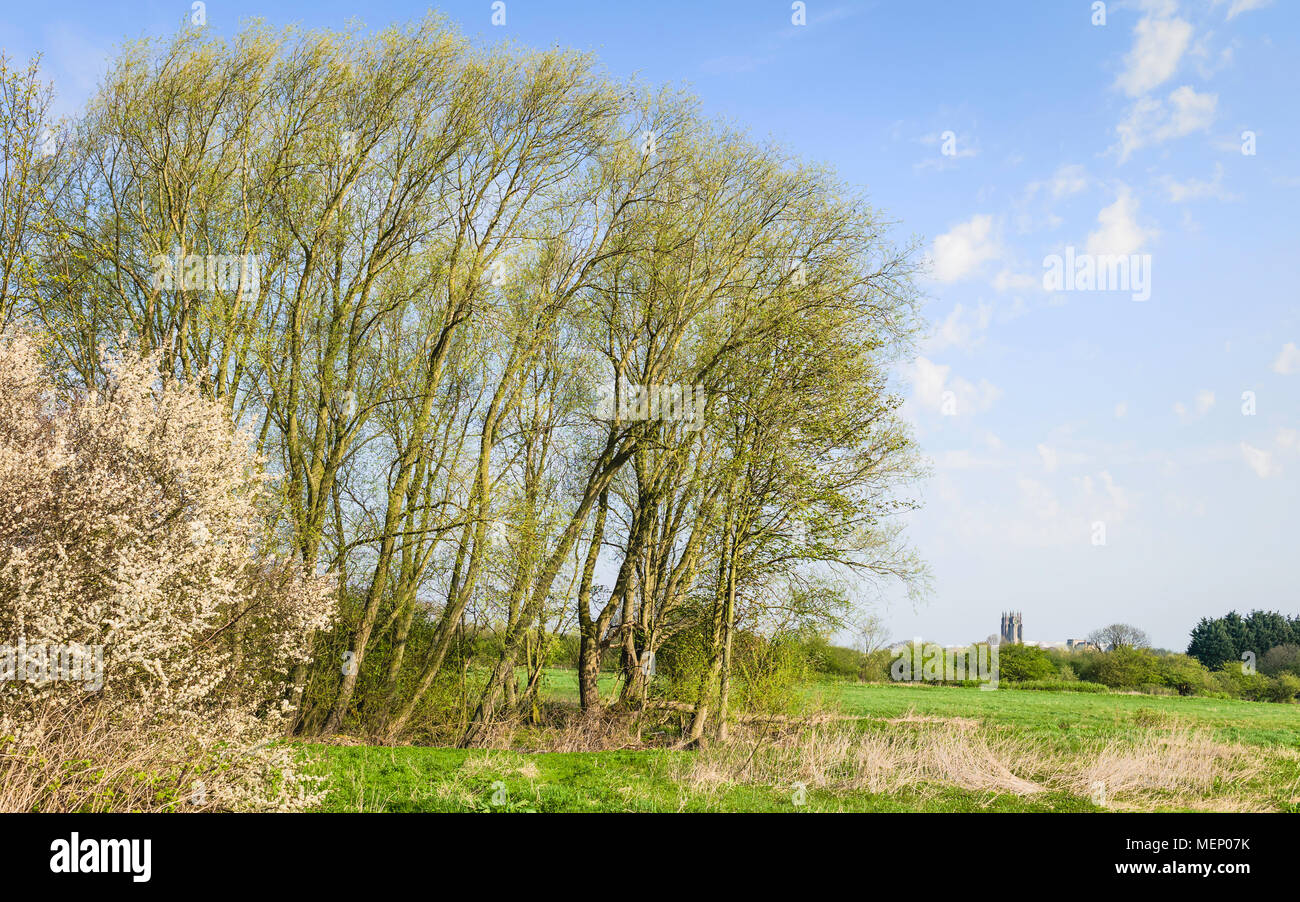 Beverley, Yorkshire, Regno Unito. Primavera sbocciano i fiori e alberi di alto fusto in campi erbosi fiancheggianti Beverley Minster in una bella mattina di primavera a Beverley, nello Yorkshire, Regno Unito. Foto Stock Beverley, Yorkshire, Regno Unito. Primavera sbocciano i fiori e alberi di alto fusto in campi erbosi fiancheggianti Beverley Minster in una bella mattina di primavera a Beverley, nello Yorkshire, Regno Unito. Foto Stock