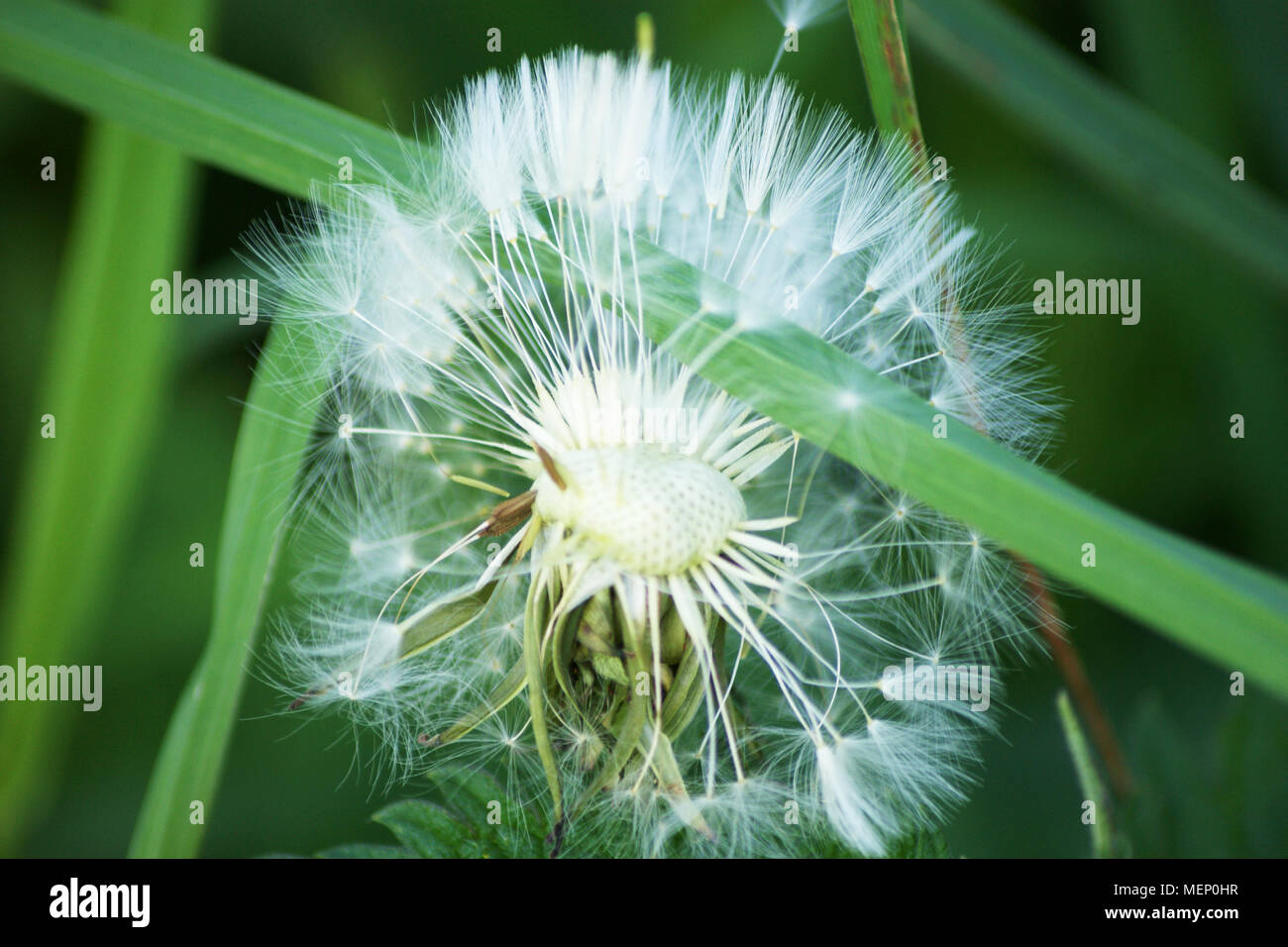 Tarassaco sul prato, molla fiore bianco sul campo, tarassaco nella natura Foto Stock