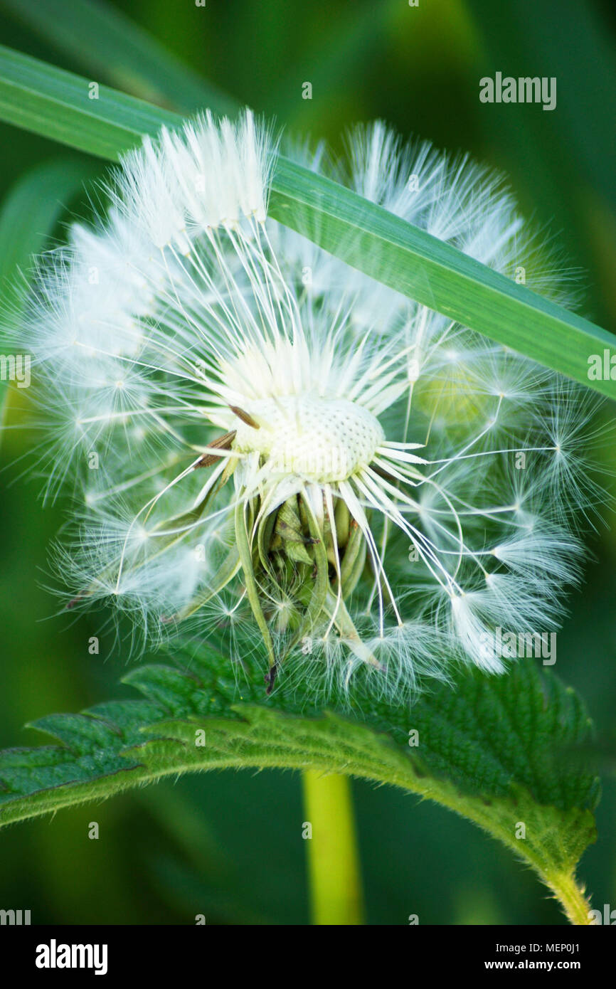 Tarassaco sul prato, molla fiore bianco sul campo, tarassaco nella natura Foto Stock