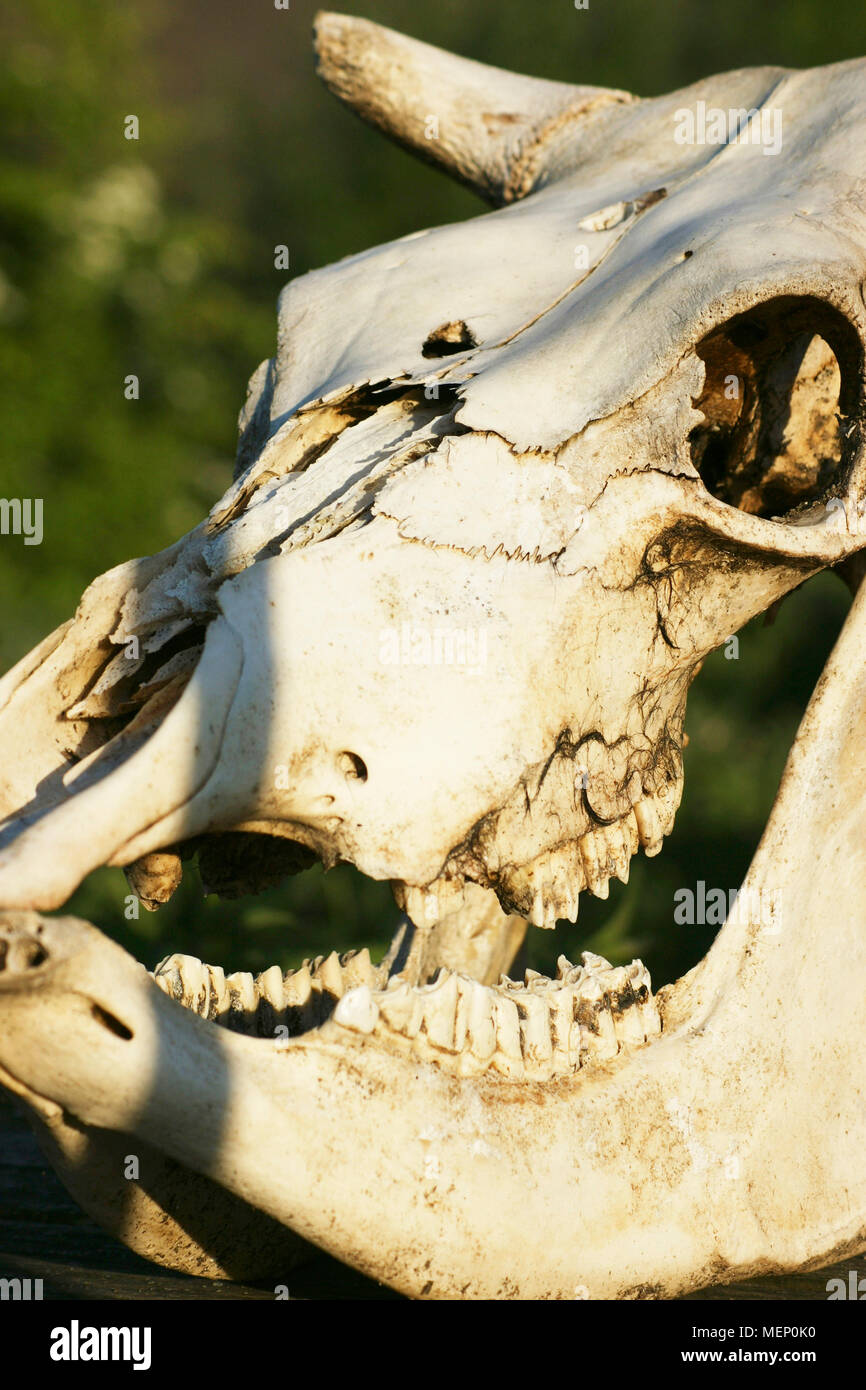 Cranio animale con la bocca aperta Foto Stock