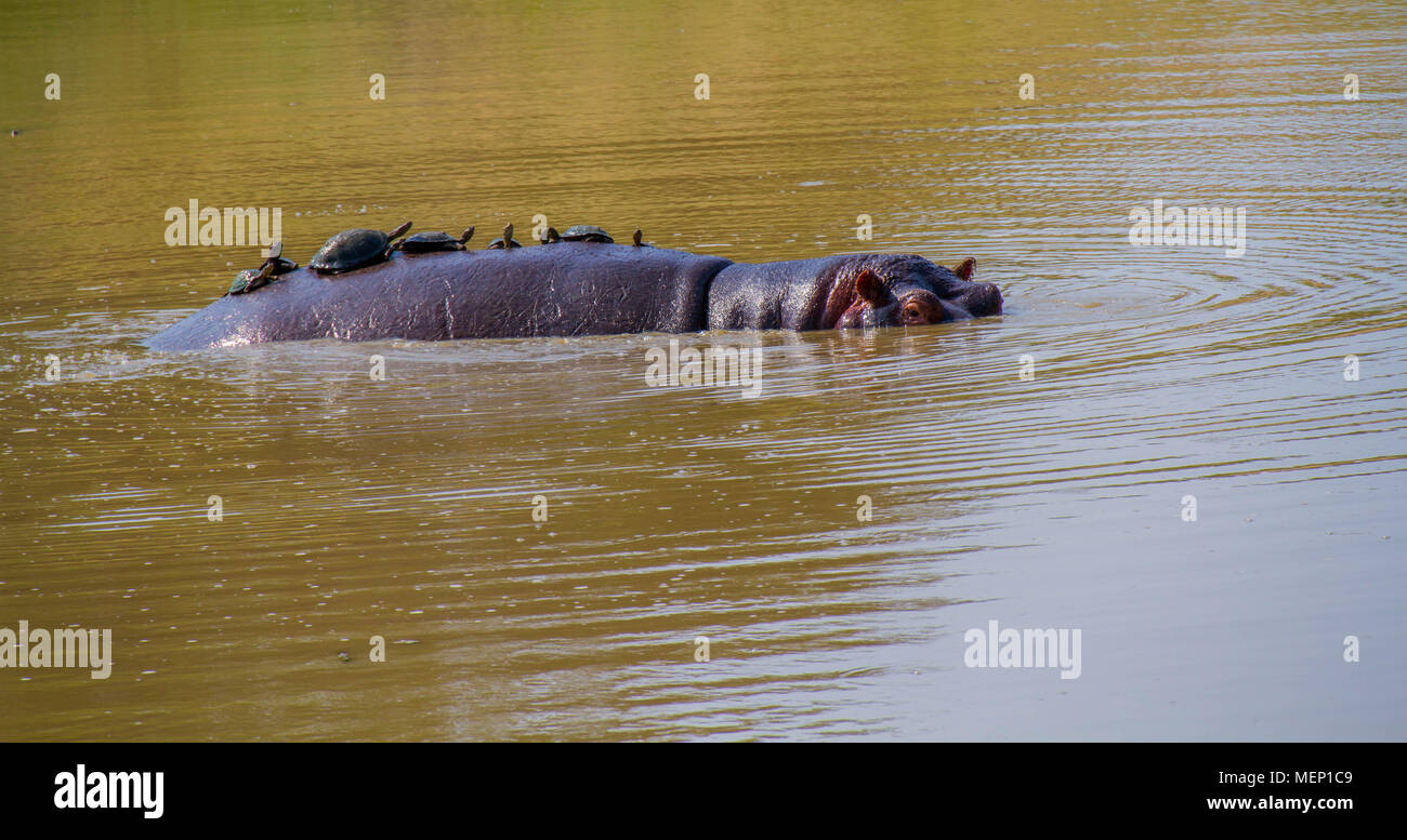 Terrapins prendere un giro sul retro di un grande ippopotamo nel deserto africano immagine con spazio di copia Foto Stock