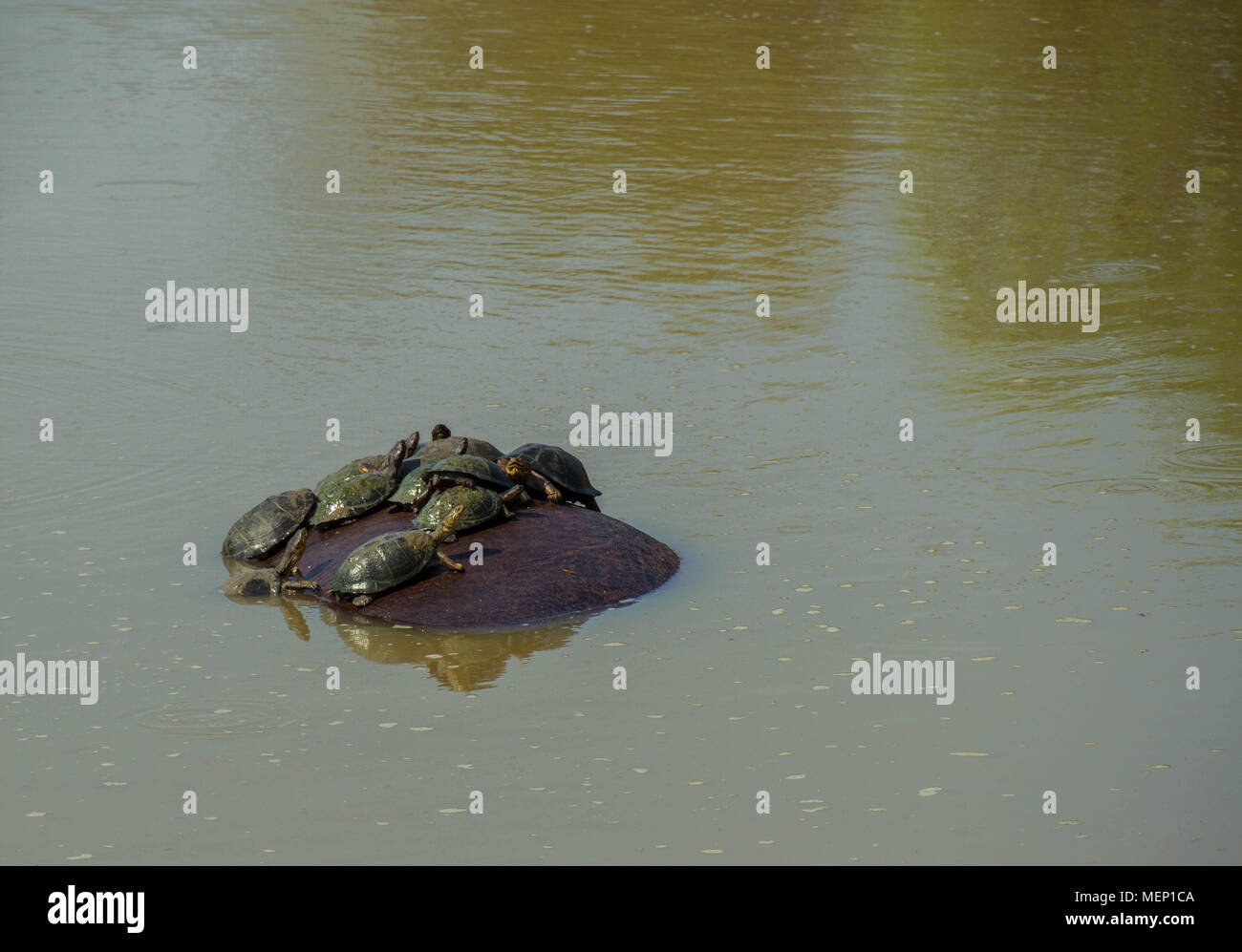 Terrapins prendere un giro sul retro di un grande ippopotamo nel deserto africano immagine con spazio di copia Foto Stock