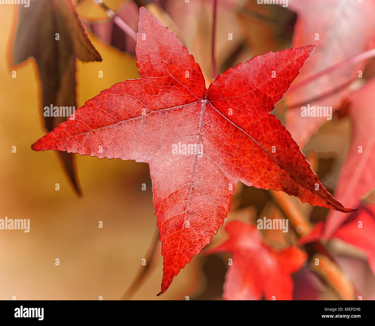 Bella acer colorati di foglie durante la stagione autunnale Foto Stock