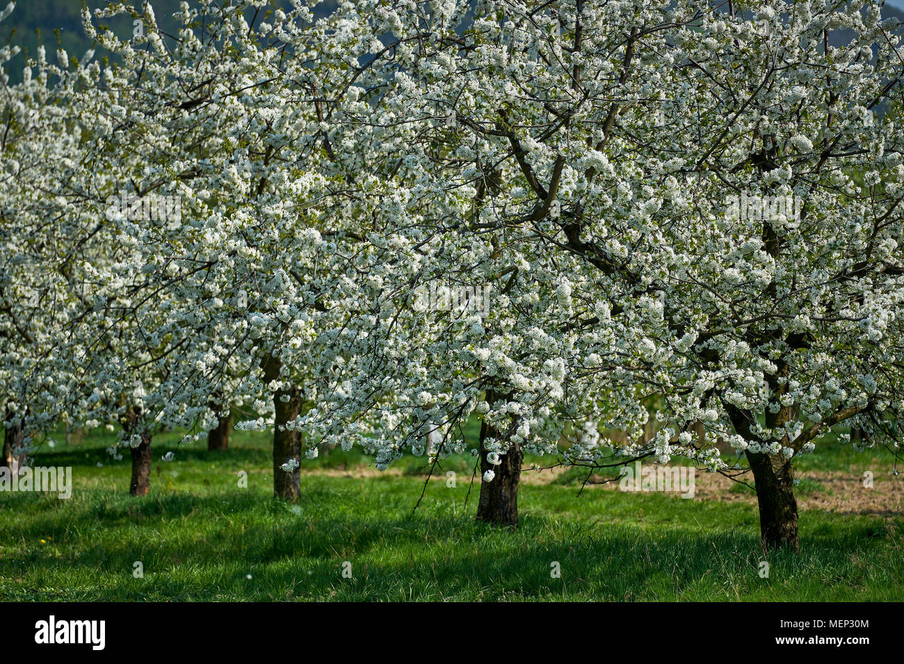 Petali di fiori di ciliegio caduto con il vento ciliegio frutteto di alberi in piena fioritura Foto Stock