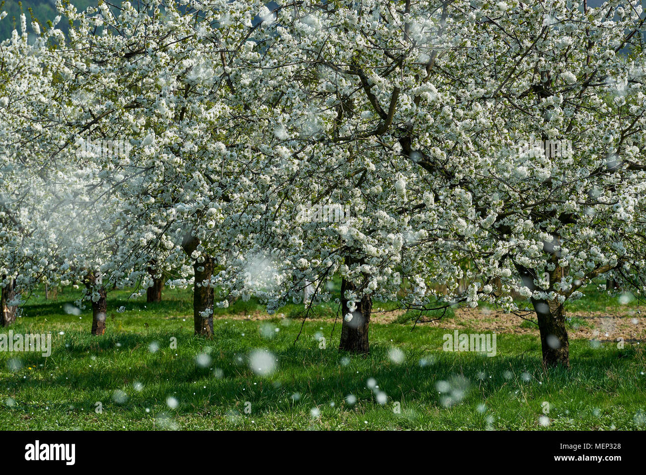 Petali di fiori di ciliegio caduto con il vento ciliegio frutteto di alberi in piena fioritura Foto Stock