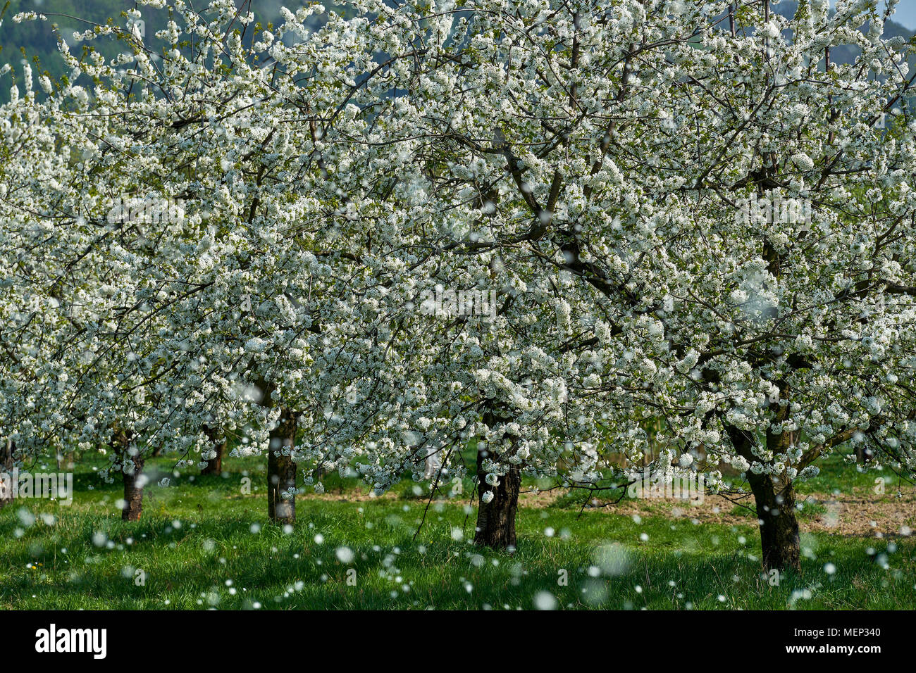 Petali di fiori di ciliegio caduto con il vento ciliegio frutteto di alberi in piena fioritura Foto Stock