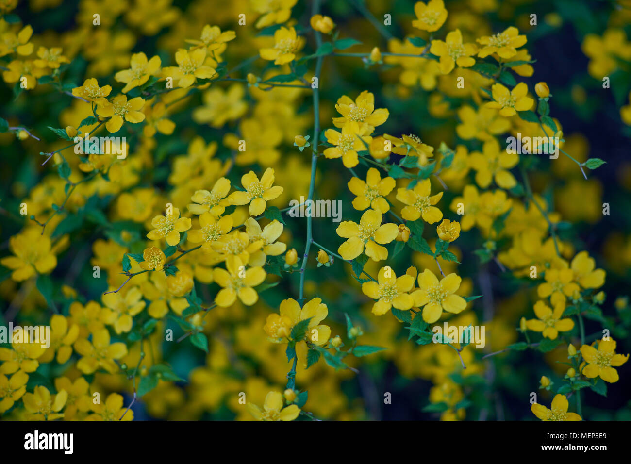 Kerria japonica, conosciuta anche come il bush marigold giapponese o il bush marigold miracolo nella zona settentrionale del New England e come yamabuki Foto Stock