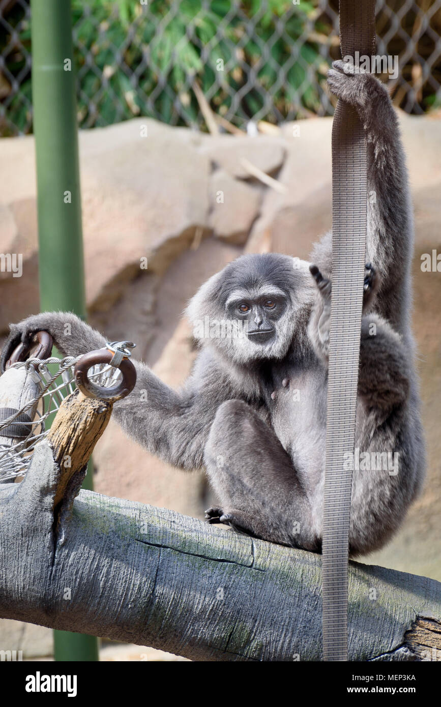 Un'argentea gibbone nel loro recinto per lo Zoo di Chester Foto Stock