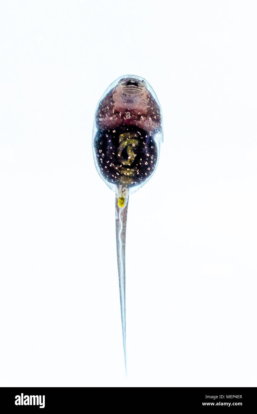 Rana comune tadpole macro immagini Foto Stock