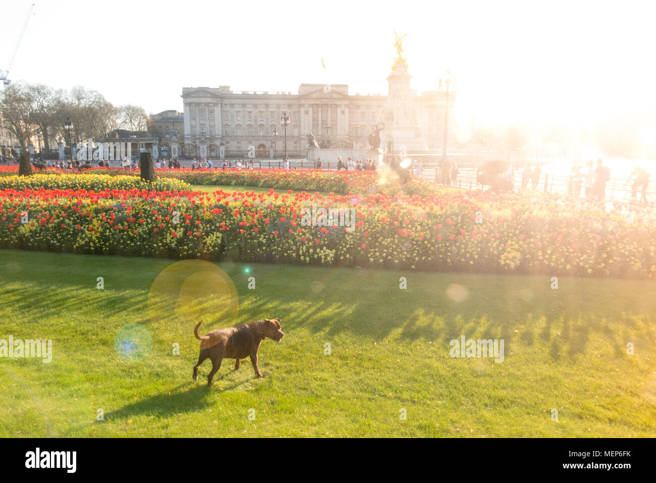 Un grande bulldog fuori Buckingham Palace al crepuscolo in primavera con un luminoso rosso dei fiori per i capi di governo del Commonwealth riuniti in aprile 2018 Foto Stock