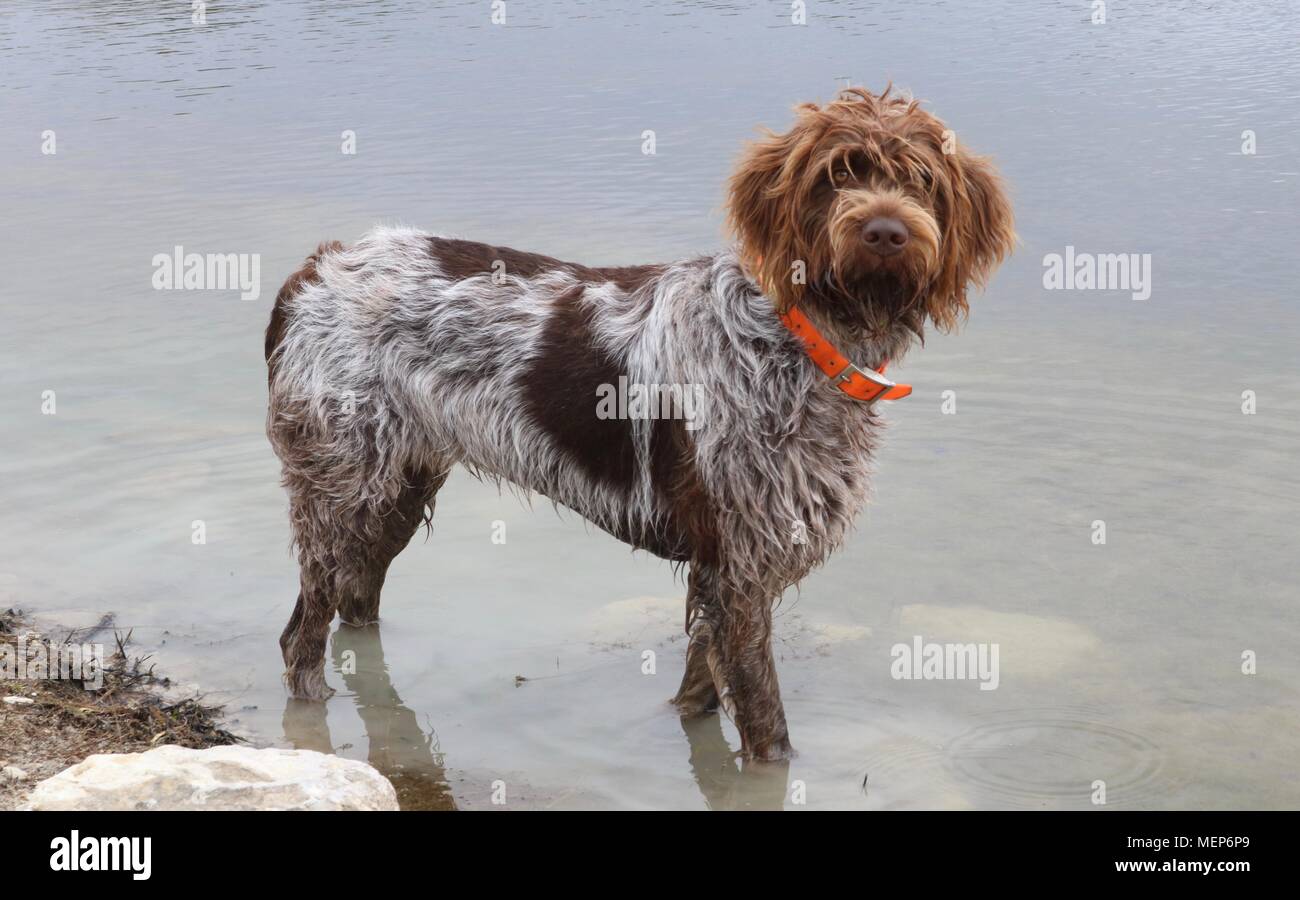Wire-haired grifone di puntamento o Korthals in piedi in acqua Foto Stock Wire-haired grifone di puntamento o Korthals in piedi in acqua Foto Stock
