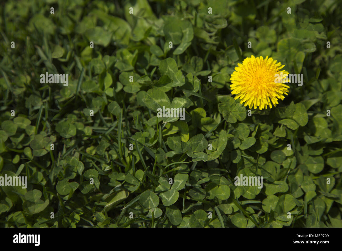 Uno giallo tarassaco in erba e trifoglio in primavera. La posizione è Chicago nel Midwest americano. Foto Stock