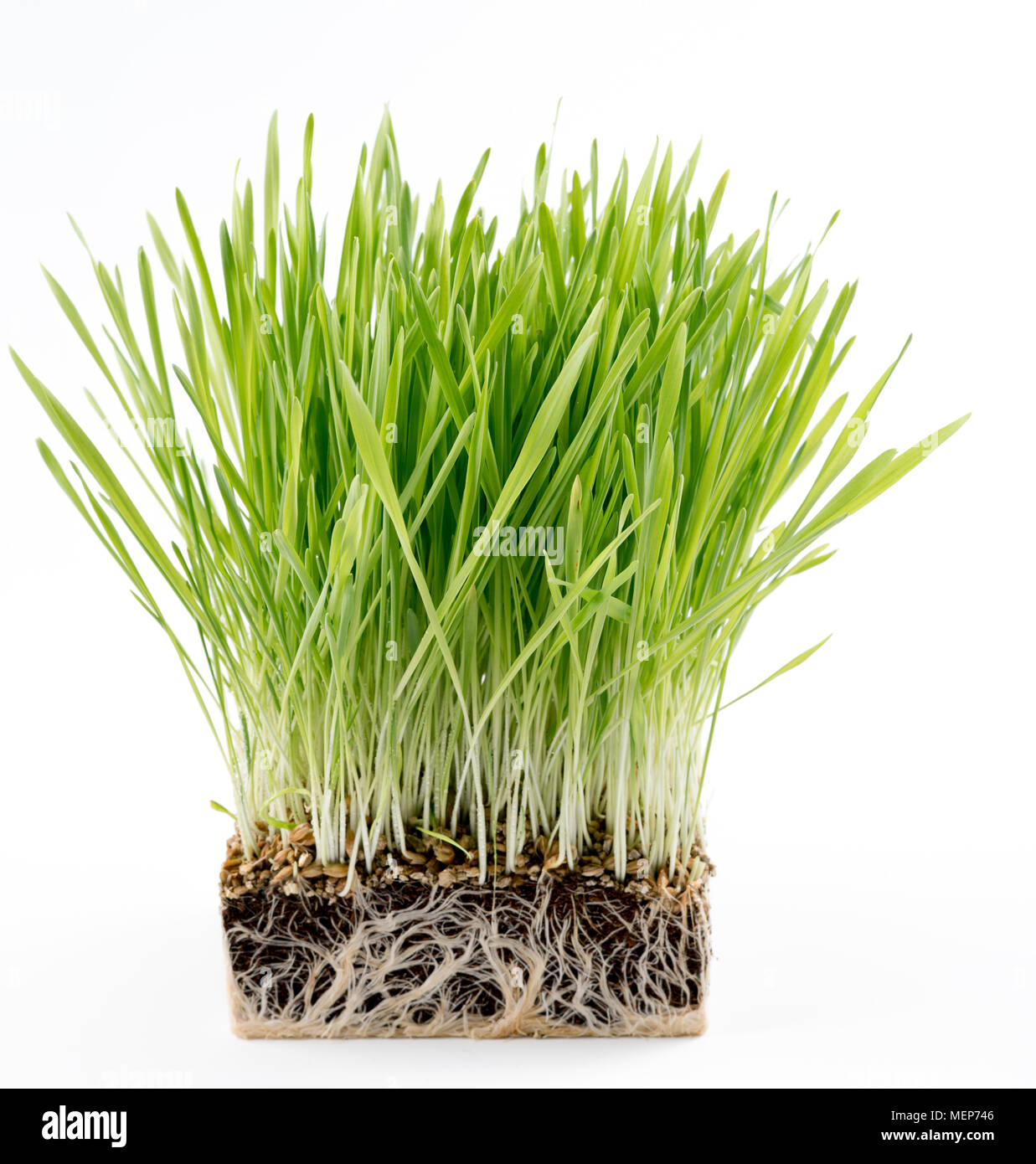 Pianta verde erba con un pezzo di terreno. Studio della microflora del terreno Foto Stock