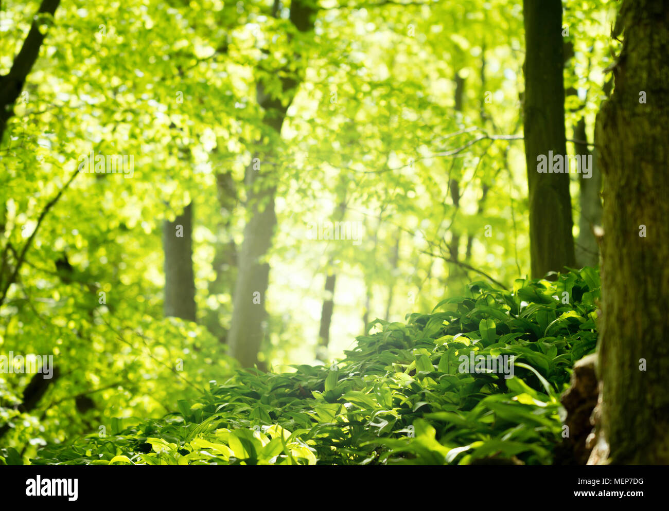 Verde bosco nella stagione primaverile Foto Stock